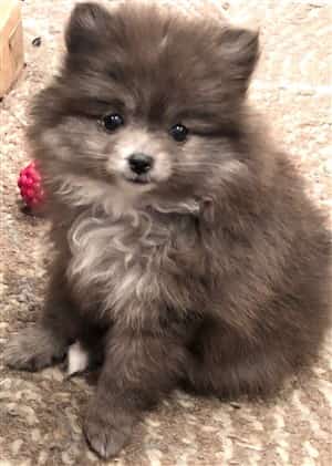 Pomeranian sales curly hair